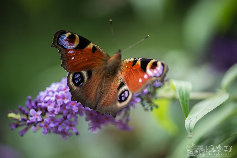 Butterfly photograph